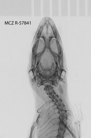 Media type: image;   Herpetology R-57841